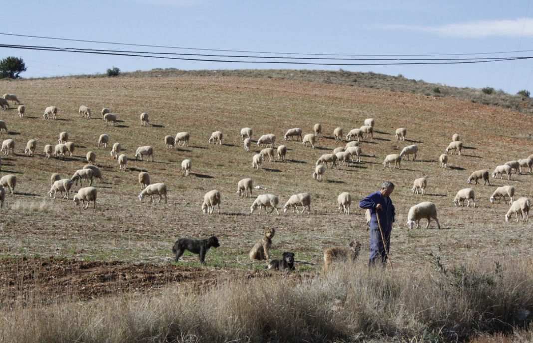 La CE reconoce a Aragón y Cataluña como libres de brucelosis ovina y caprina