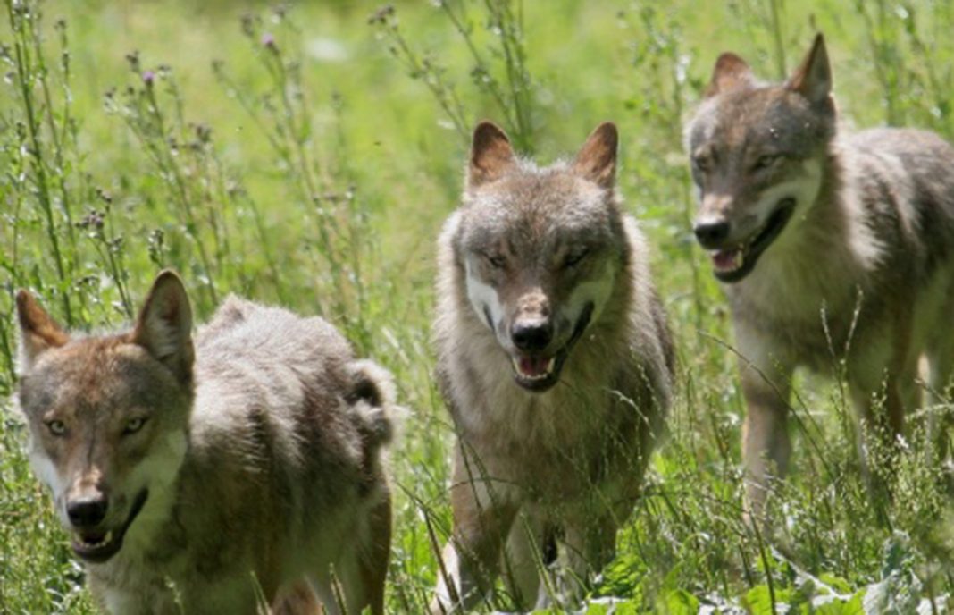 Ganaderos piden a la Junta paralizar el Programa de Recuperación del Lobo Ibérico