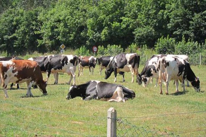 Asaja CyL pide una demora en la obligación de tramitar electrónicamente las guías de movimiento de ganado