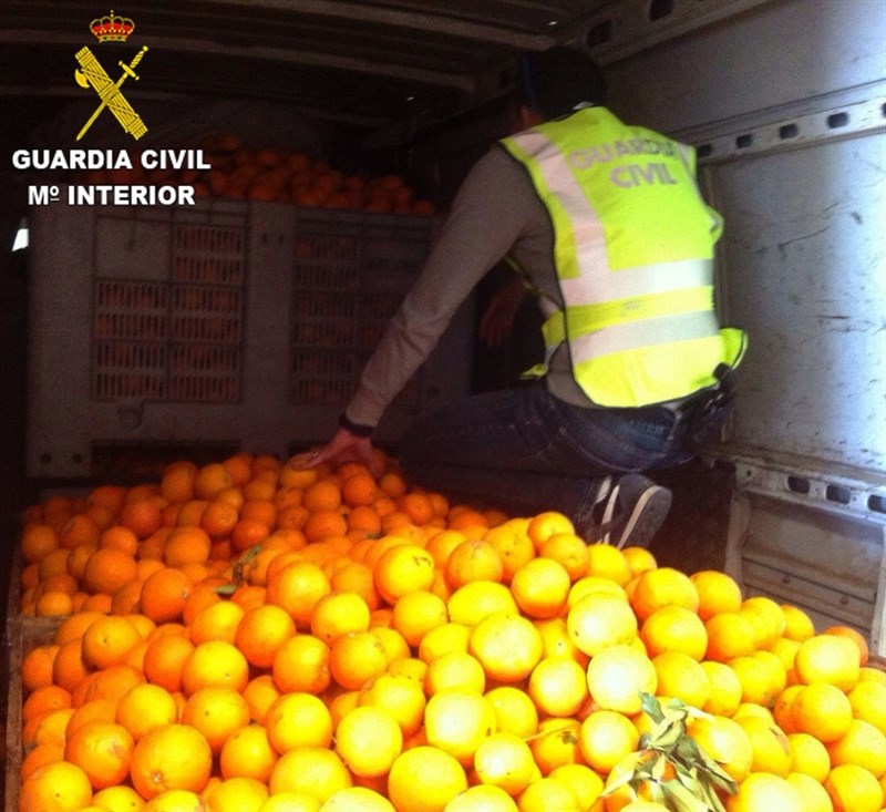 La mafia se apunta al negocio de las naranjas que esta campaña han mejorado su cotización
