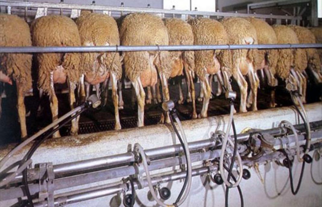Compromiso de la Junta de CyL para que los ganaderos de ovino cubran los costes de producción