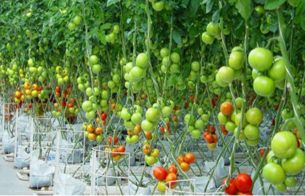 Logran plantas de tomate resistentes a plagas de insecto a través de la modificación genética