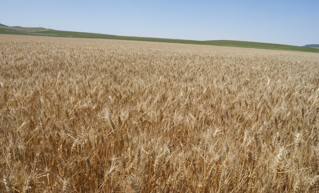 Seis meses de cárcel para un acondicionador de grano por explotar cereal sin licencia