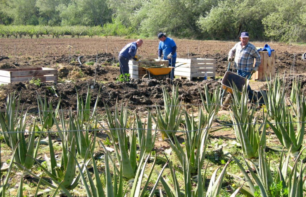 Asocialoe protesta por la no inclusión del Aloe vera en las subvenciones a la agroindustria de Andalucía