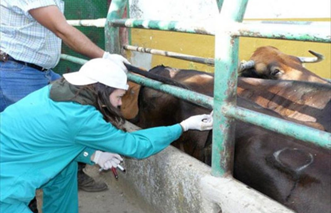 Saneamiento ganadero: Rechazo al contraanalisis para primar el control de los animales enfermos