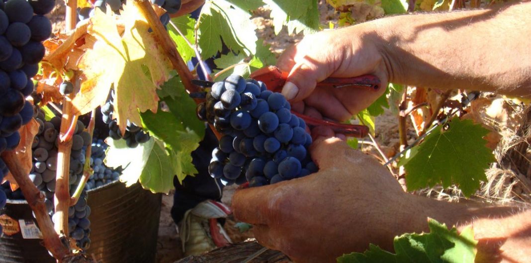 Enfado y rechazo al aumento del 123% de la cuota de los viticultores al Consejo de Ribera del Duero