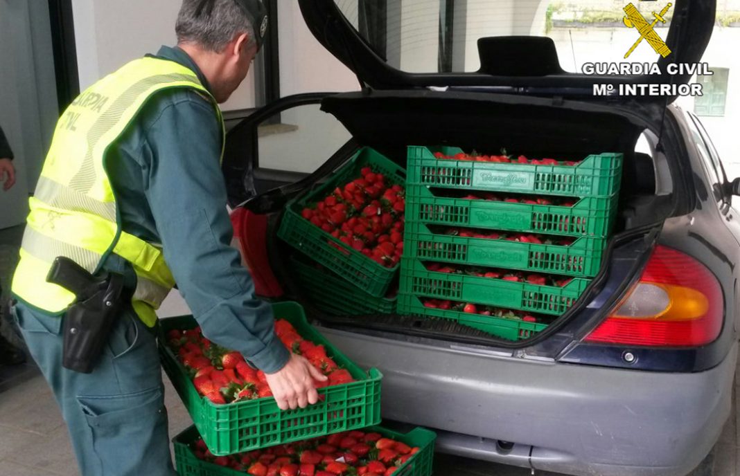 Denuncian robos diarios de más de 500 kilos de fresas por parte de bandas organizadas