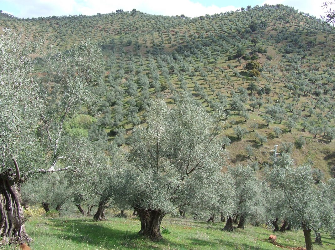Arranca INNOLIVAR que invertirá 13 millones de euros en proyectos de innovación para el olivar