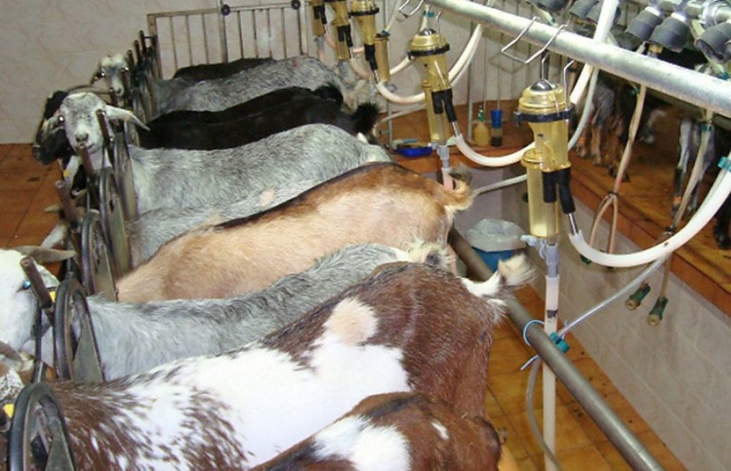 La innovación llega a la leche de cabra para potenciar el valor añadido de los productores