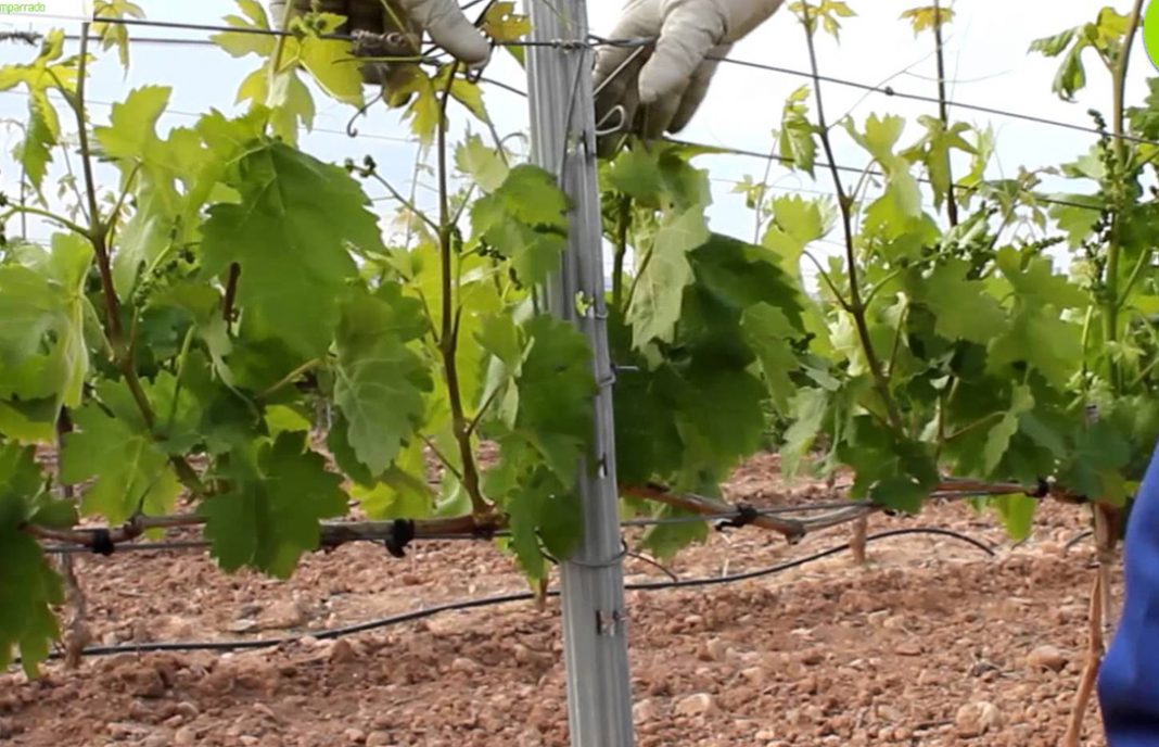 Ya no esperan ni a que haya frutos: Roban seis hectáreas de postes de espaldera de viñedos en Valladolid