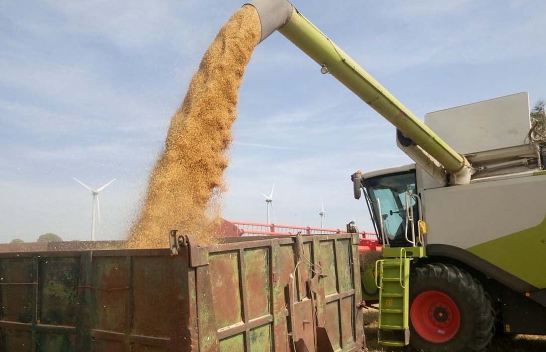 El precio del trigo vuelve a caer en otra semana sin grandes cambios en los mercdos mayoristas