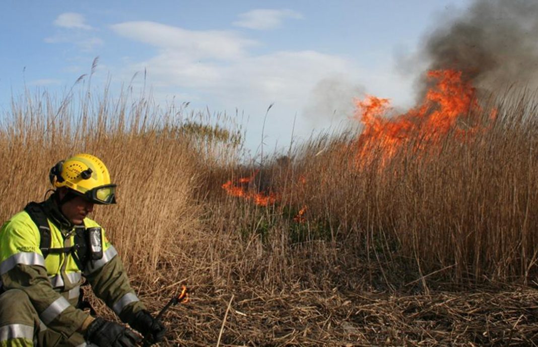 Autorizadas quemas controladas en el Parque Delta del Ebro para regenerar el carrizo