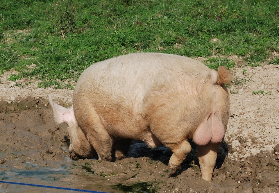 INTERPORC vincula el aumento de la renta agraria con el sector porcino