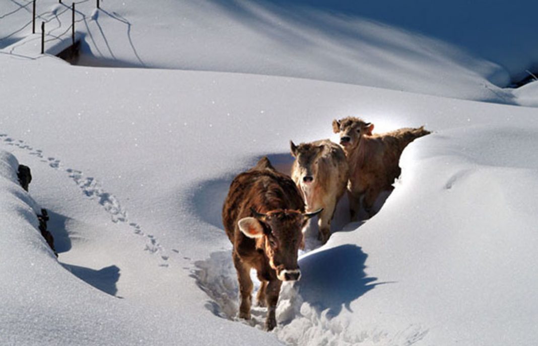 Reclaman ayuda para poder acceder al ganado atrapado por el temporal de nieve en la montaña