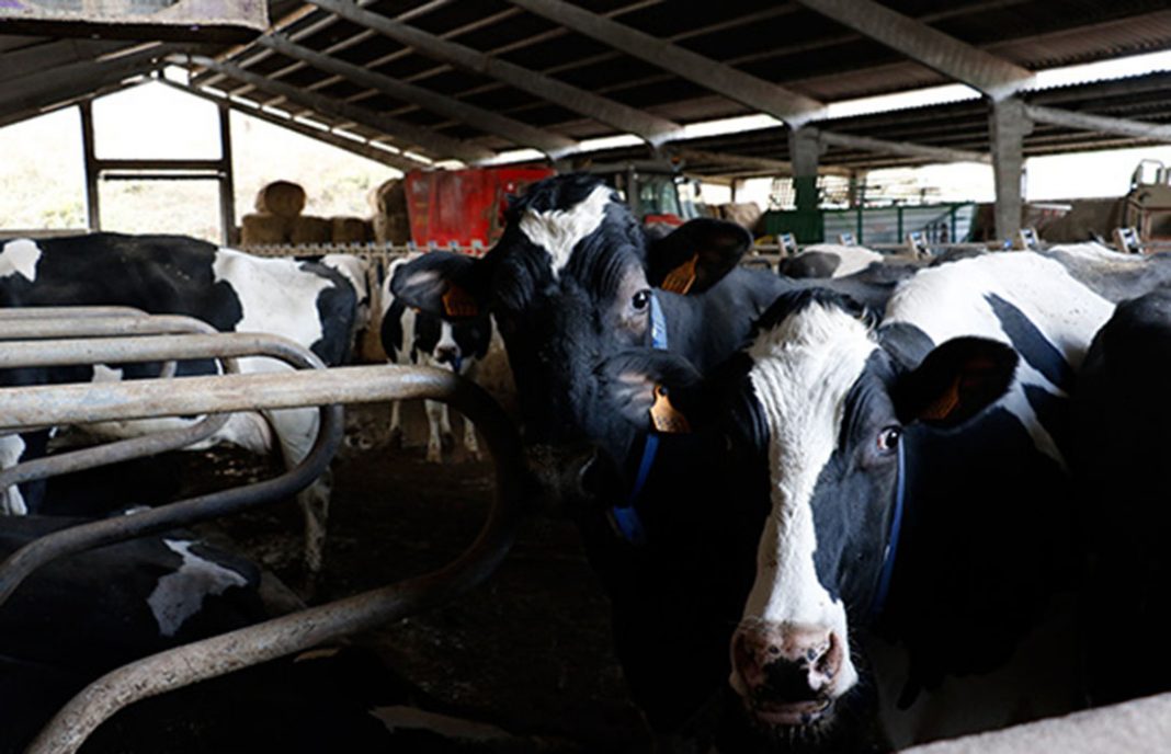 Vacuno de leche: dos ganaderos al día abandonaron su actividad en 2017, llegando a los 14.517 en diciembre
