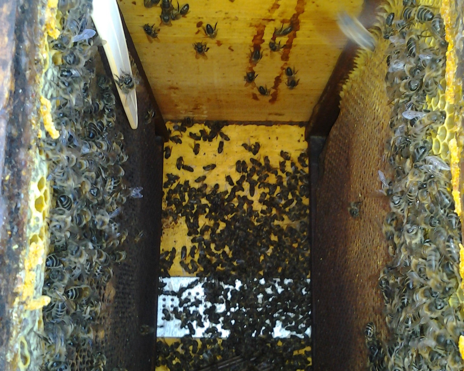 Primeros casos de envenenamiento de abejas por el uso de plaguicidas durante la floración de los frutales
