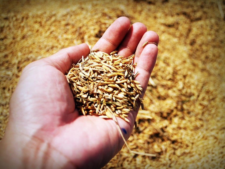 Prevén un descenso del 45,4% de la producción de arroz en España para 2018