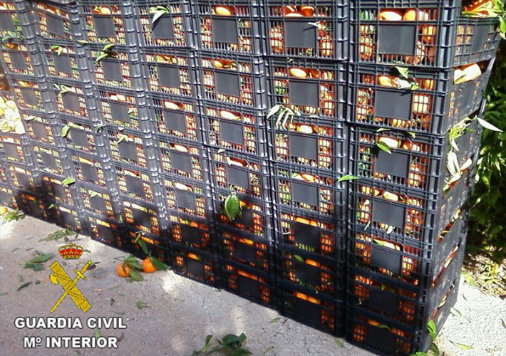 Intervenidos 4.240 kilos de naranjas, inmovilizados casi 84.000 y detenidas 18 personas en el último mes