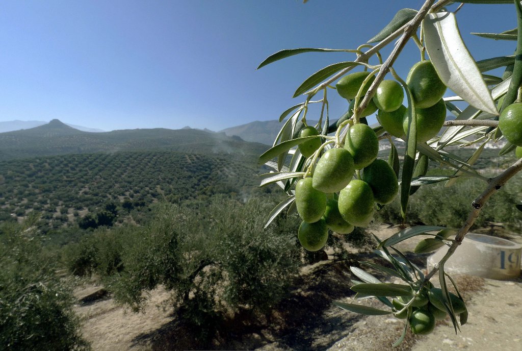 Nueva convocatoria de ayudas de 68,6 millones a agroindustrias y sector del olivar
