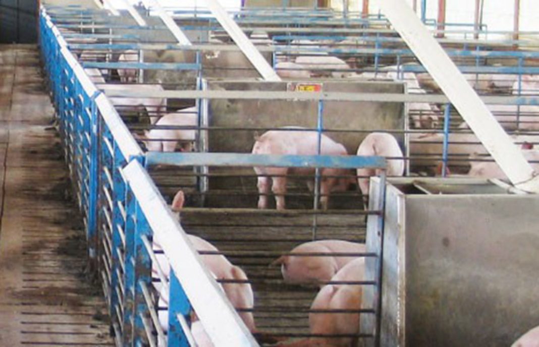 Tejerina se moja a favor del sector porcino español y la seguridad alimentaria