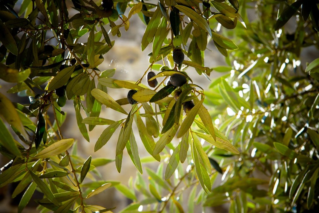 ¿Cómo influyen las masas de aire africano en los niveles de alergia al polen del olivo?
