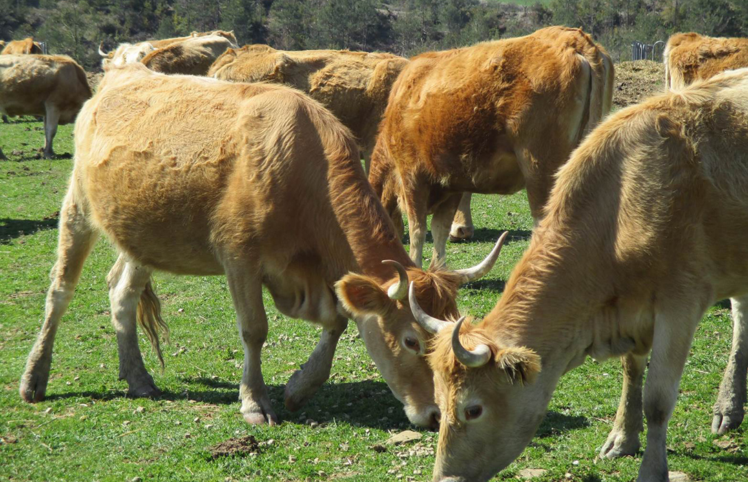 Navarra desarrolla un proyecto para comercializar la carne de raza autóctona vacuna Betizu, la ‘última vaca salvaje de Europa’