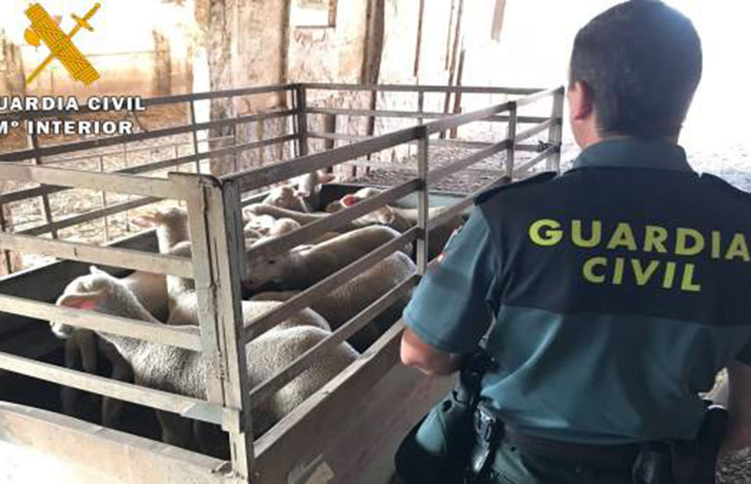 Dos detenidos por el robo de hasta 30 cabezas de ganado en siete explotaciones pacenses