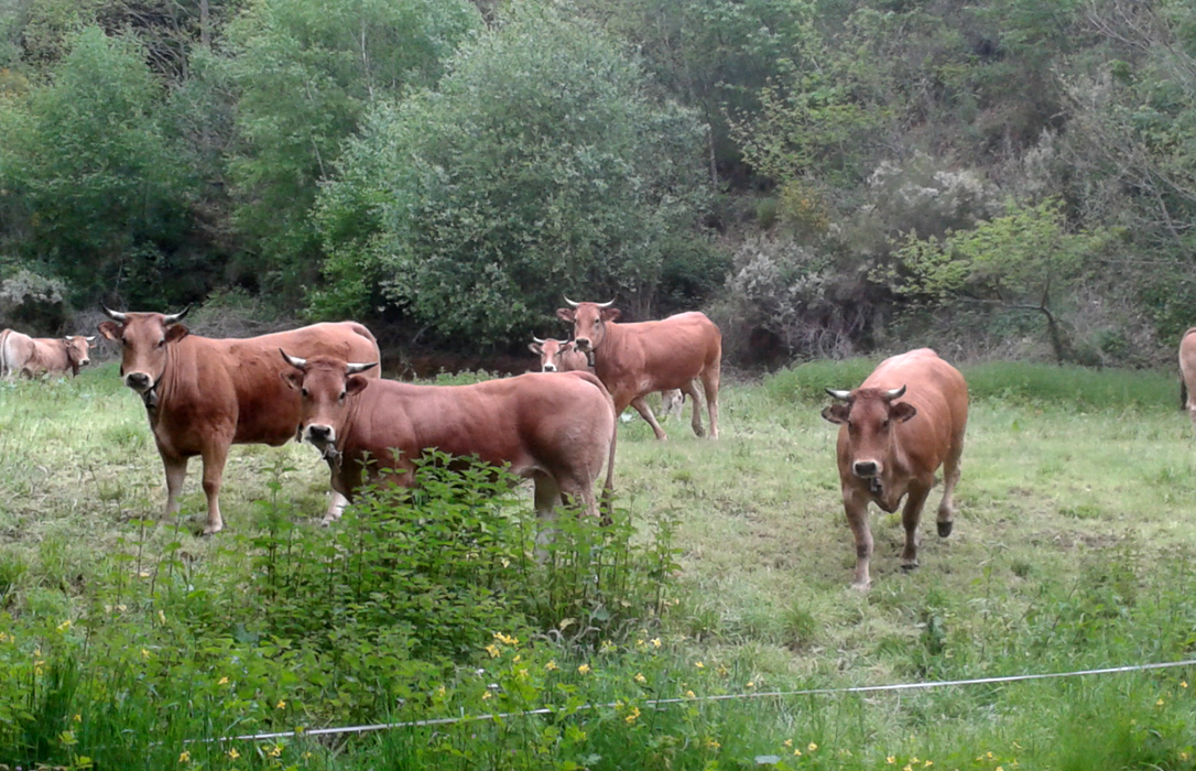 Asturias ha perdido el 53 % de las explotaciones bovinas que tenía hace solo 20 años