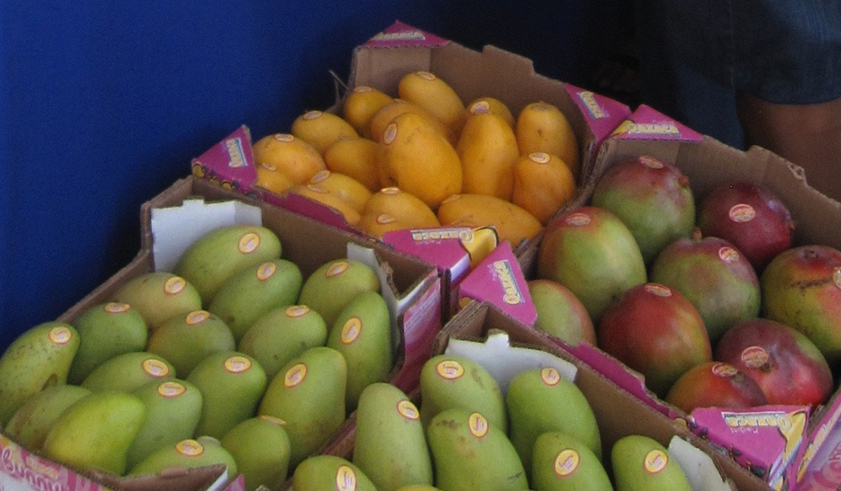 “Sería muy bueno que existiera una marca de calidad del mango mexicano en Estados Unidos”