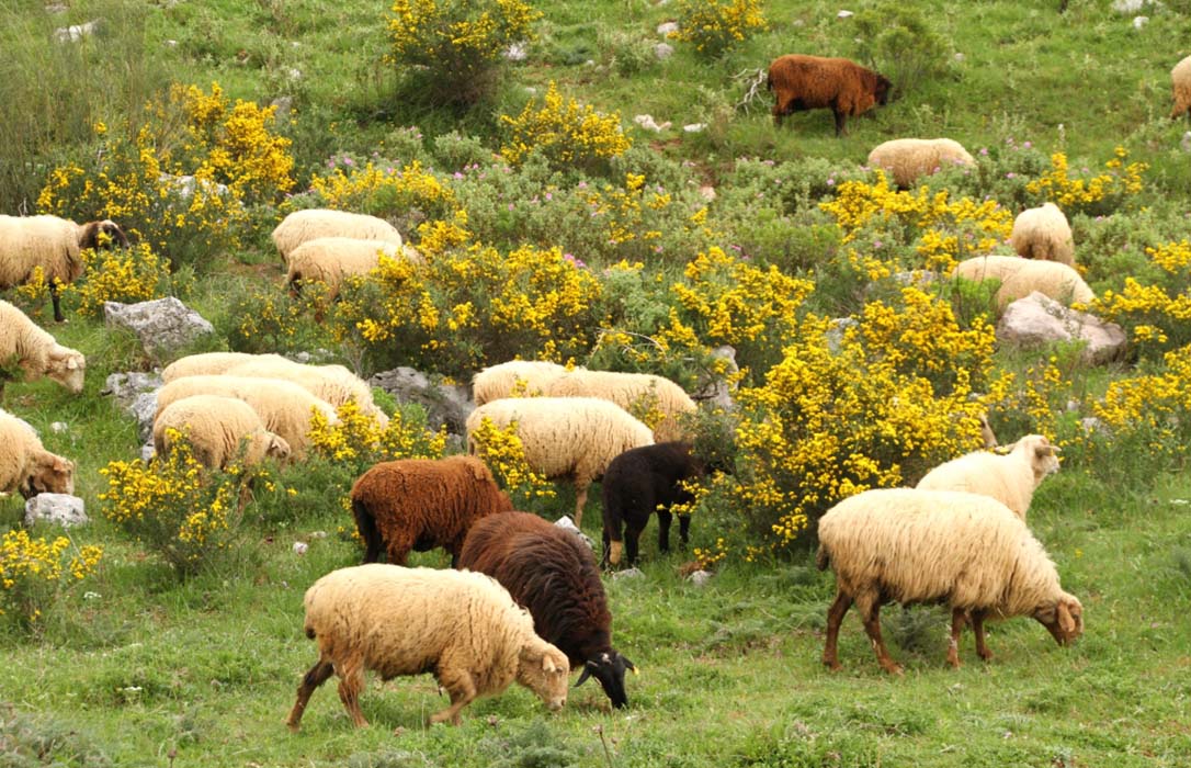 Trabajan en la mejora de la oveja merina de Grazalema con nuevas técnicas de reproducción asistida