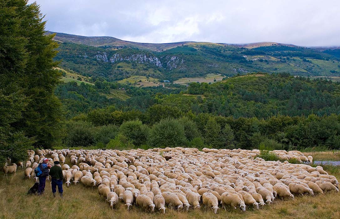 Navarra destinará 5,2 millones en ayudas al sector agrario en zonas montañosas y con limitaciones naturales
