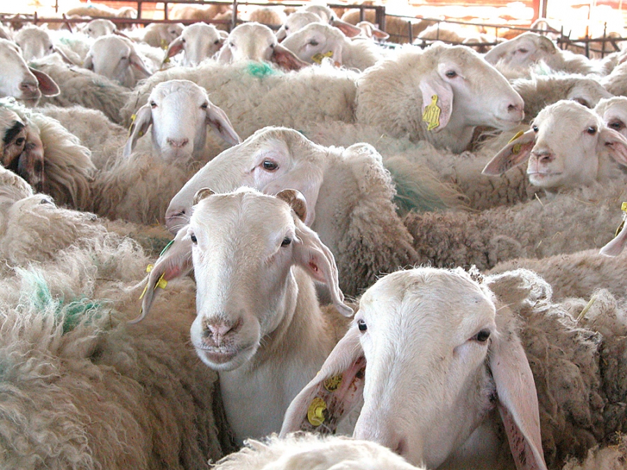 El precio de la leche de oveja baja un 3% en enero y la de cabra aumenta un 1,1%