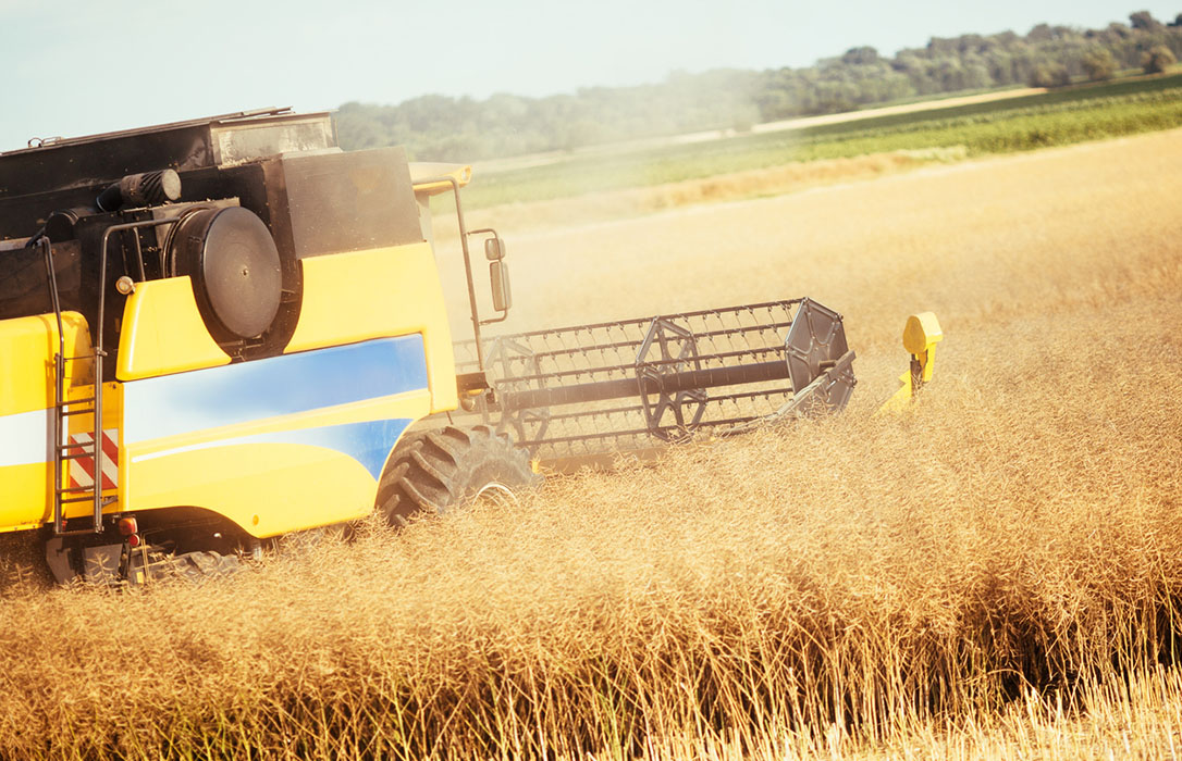 Nueva subida leve de los precios de los cereales salvo el trigo duro, en los mercados mayoristas