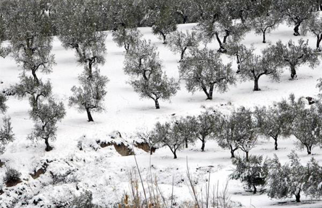 Comienza la preocupación en el sector: El retraso del invierno incide en tiempos y floración de frutas y verduras