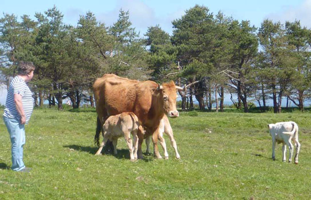 El FEGA rebaja las previsiones y pagará casi 3 euros menos (91,8€) por vacas nodrizas respecto a la PAC del pasado año