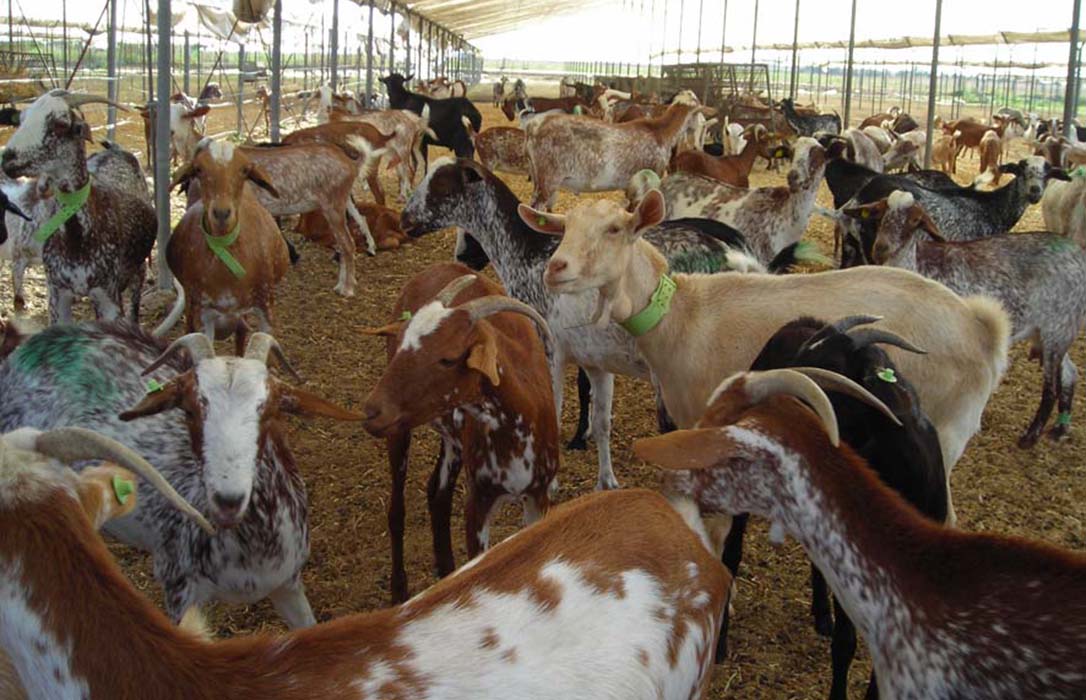 El FEGA fija la ayuda asociada 2017 para las explotaciones de ovino y de caprino