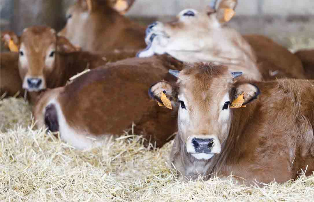 Bruselas propone ampliar en 10.000 euros el techo de ayudas «de minimis» a las granjas