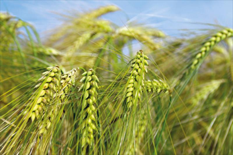 La rentabilidad, sostenibilidad y producción del cereal depende de la implicación de todo el sector
