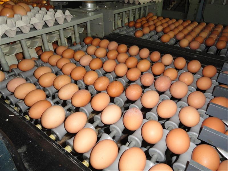 El precio en origen del huevo cae un 17,52 % en España en solo un mes
