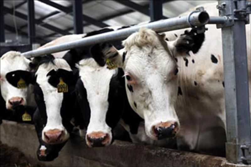 El precio en origen de leche de vaca sube un 6,3 % en 2017, pero 67 explotaciones lácteas cerraron cada mes