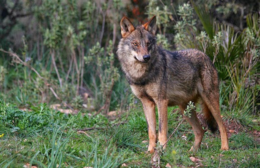 Organizaciones agrarias y forestales reiteran su rechazo al programa de recuperación del lobo