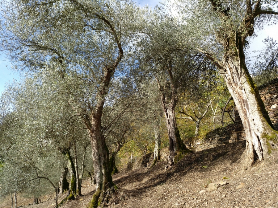 Brava y Mansa, las dos nuevas variedades gallegas de olivo caracterizadas por primera vez