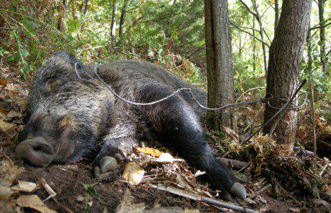 La CE pide ayuda a los cazadores para acabar con la peste porcina africana