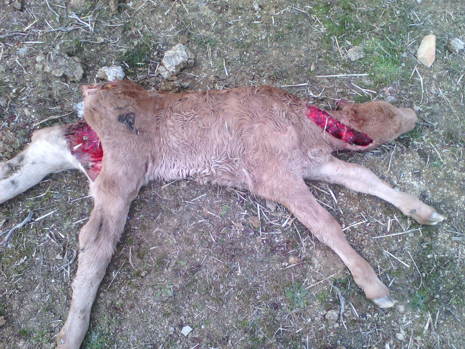 Los ataques del lobo en Ávila se saldan ya con 483 animales muertos en solo cuatro meses