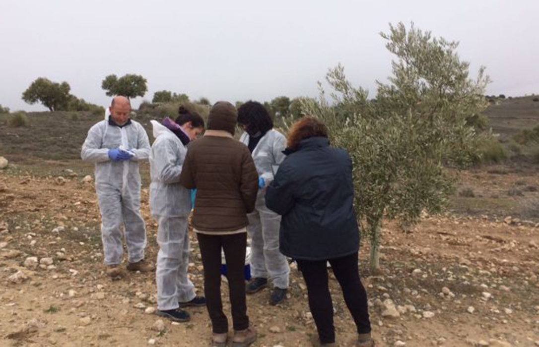 Madrid baraja incluir el lucro cesante en las indeminaciones a los afectados por la xylella en el olivar