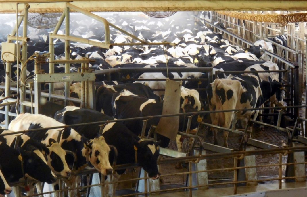 Rechazo del sector vacuno a la propuesta del Gobierno de permitir las macroganjas de vacas