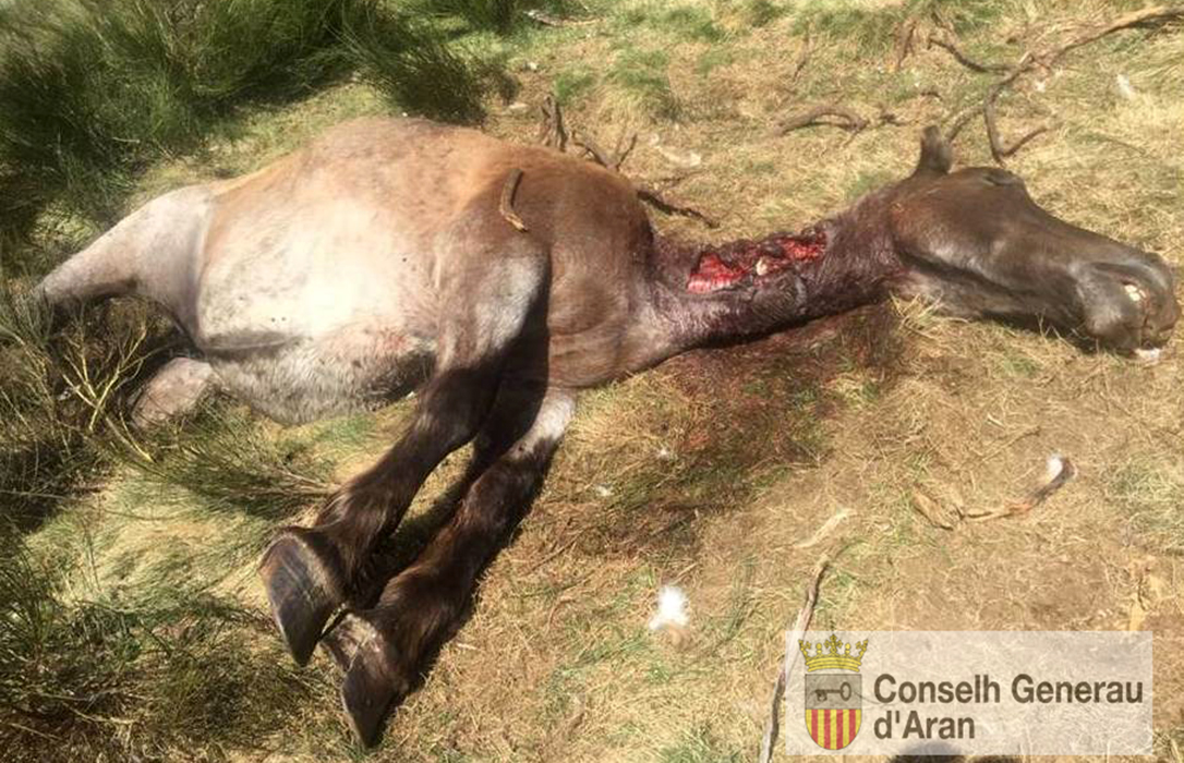 El oso Goiat, liberado en el Pallars ilerdense, mata a una yegua en Bausen