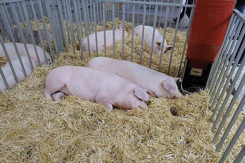 Investigan en el desarrollo de aditivos para reducir el uso de antibióticos en el sector porcino