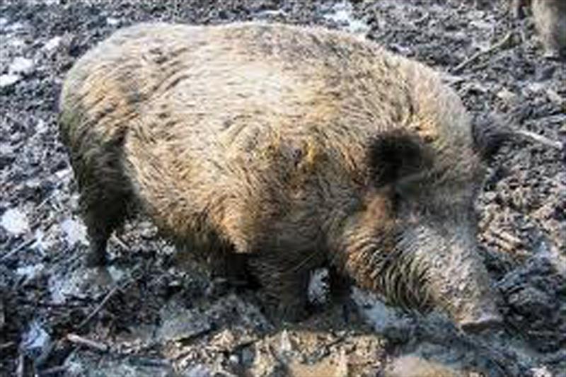 La peste Porcina Africana llega a Europa: Detectado foco en un jabalí en Hungría