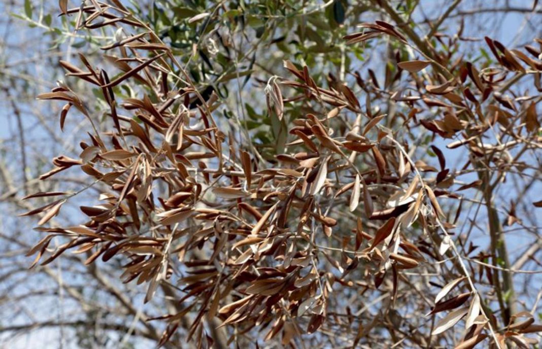La preocupación por el primer caso de xylella en un olivo se instala en Madrid y se extiende ya a Andalucía